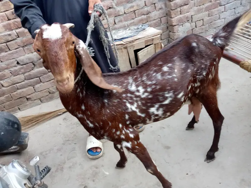 Desi Makhi Cheeni — photo 4