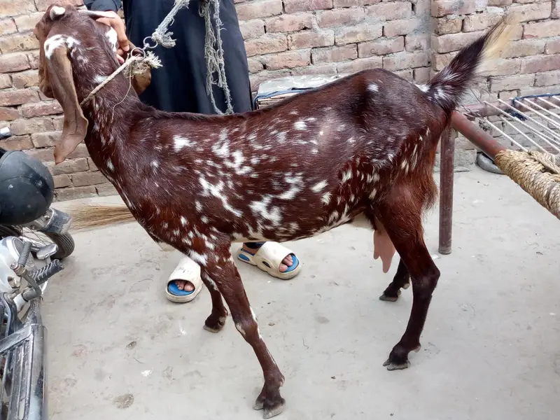 Desi Makhi Cheeni — photo 5