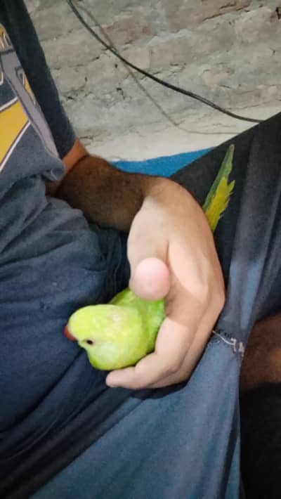 bohat hi cery pet ha