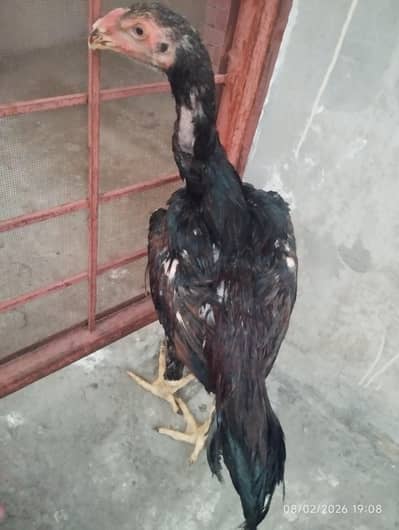 shamo home grown patha