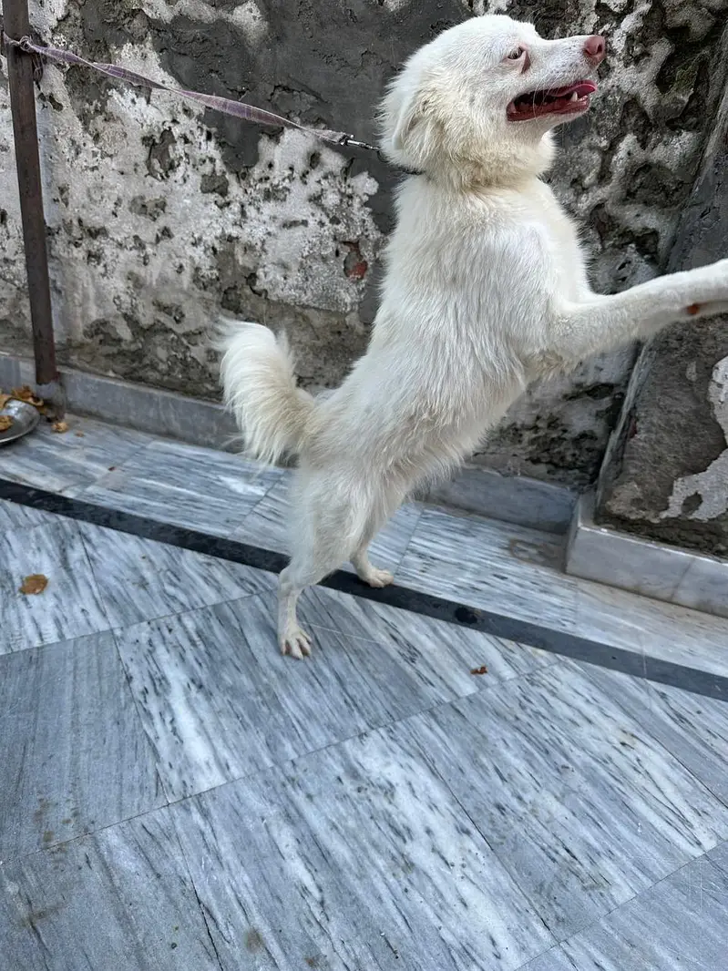 russian dogs pair — photo 2