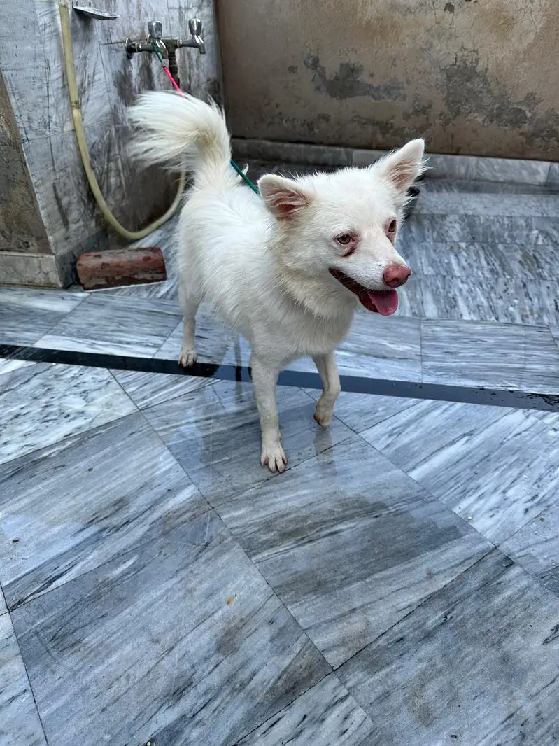 russian dogs pair — photo 3