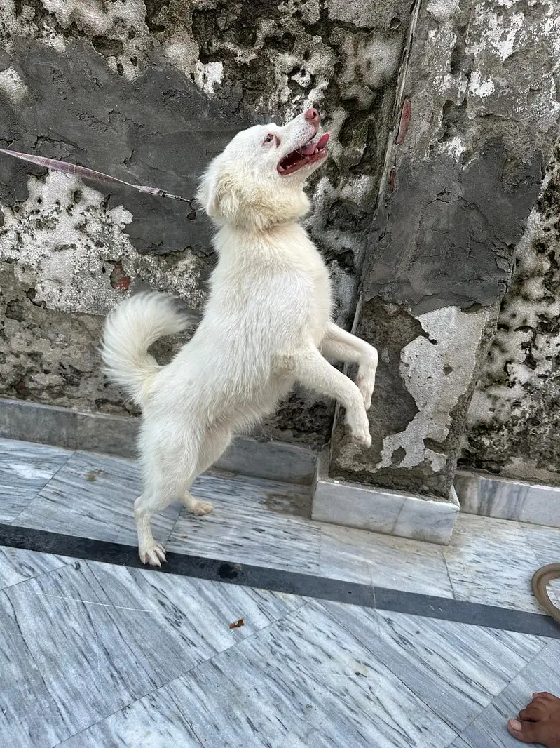 russian dogs pair — photo 4