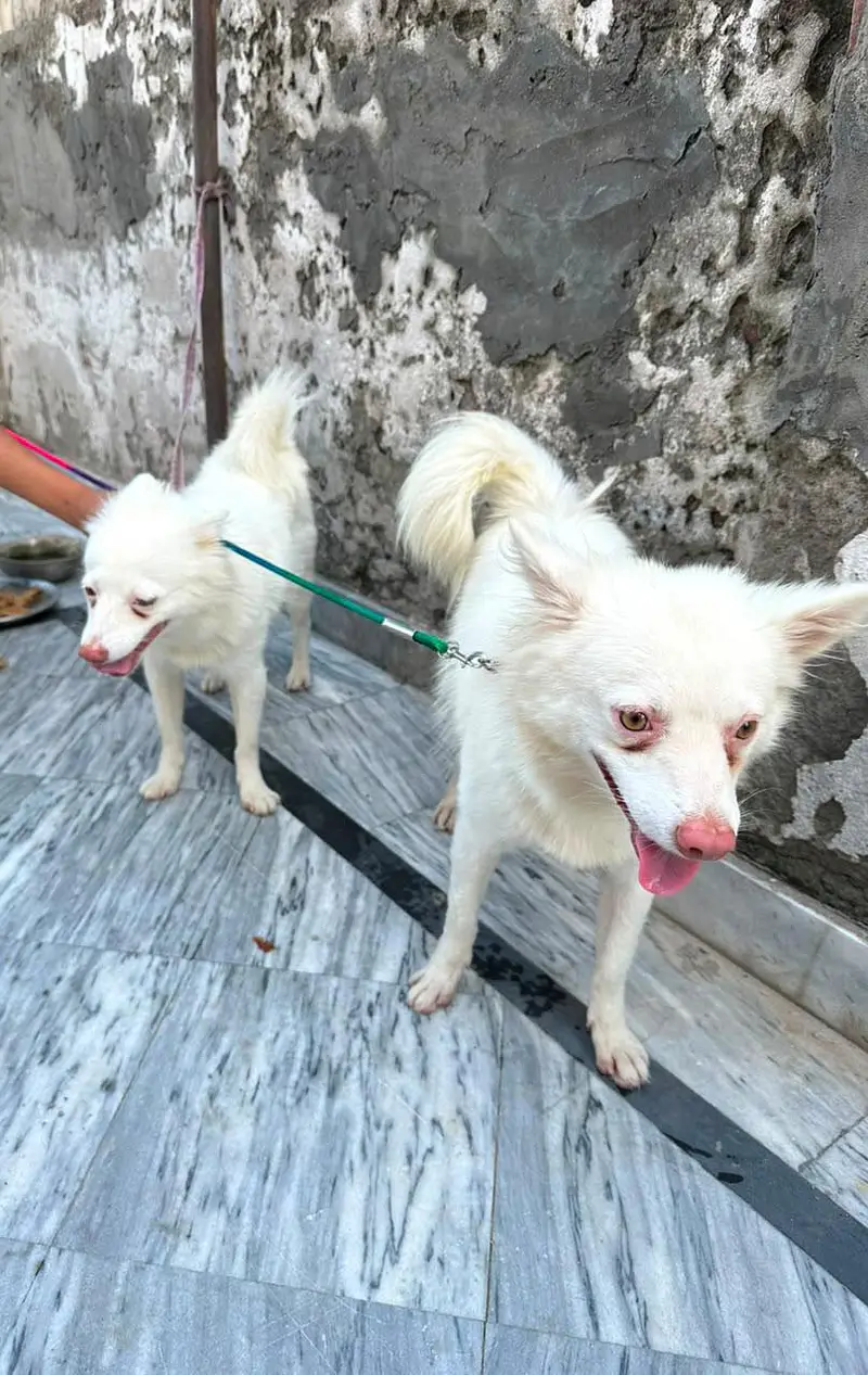 russian dogs pair — photo 5