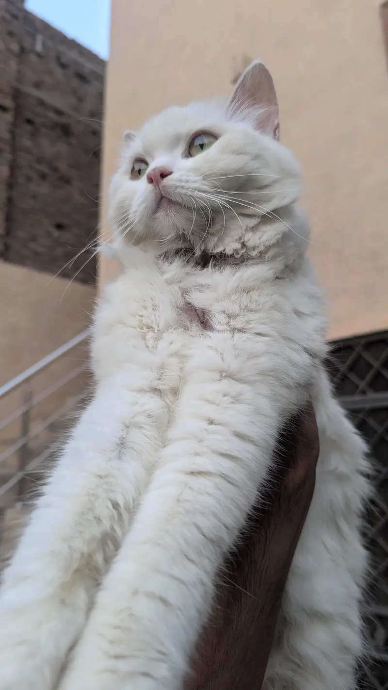 triple cotted punch face beautiful Persian female cat whsp 03188100390 — photo 3