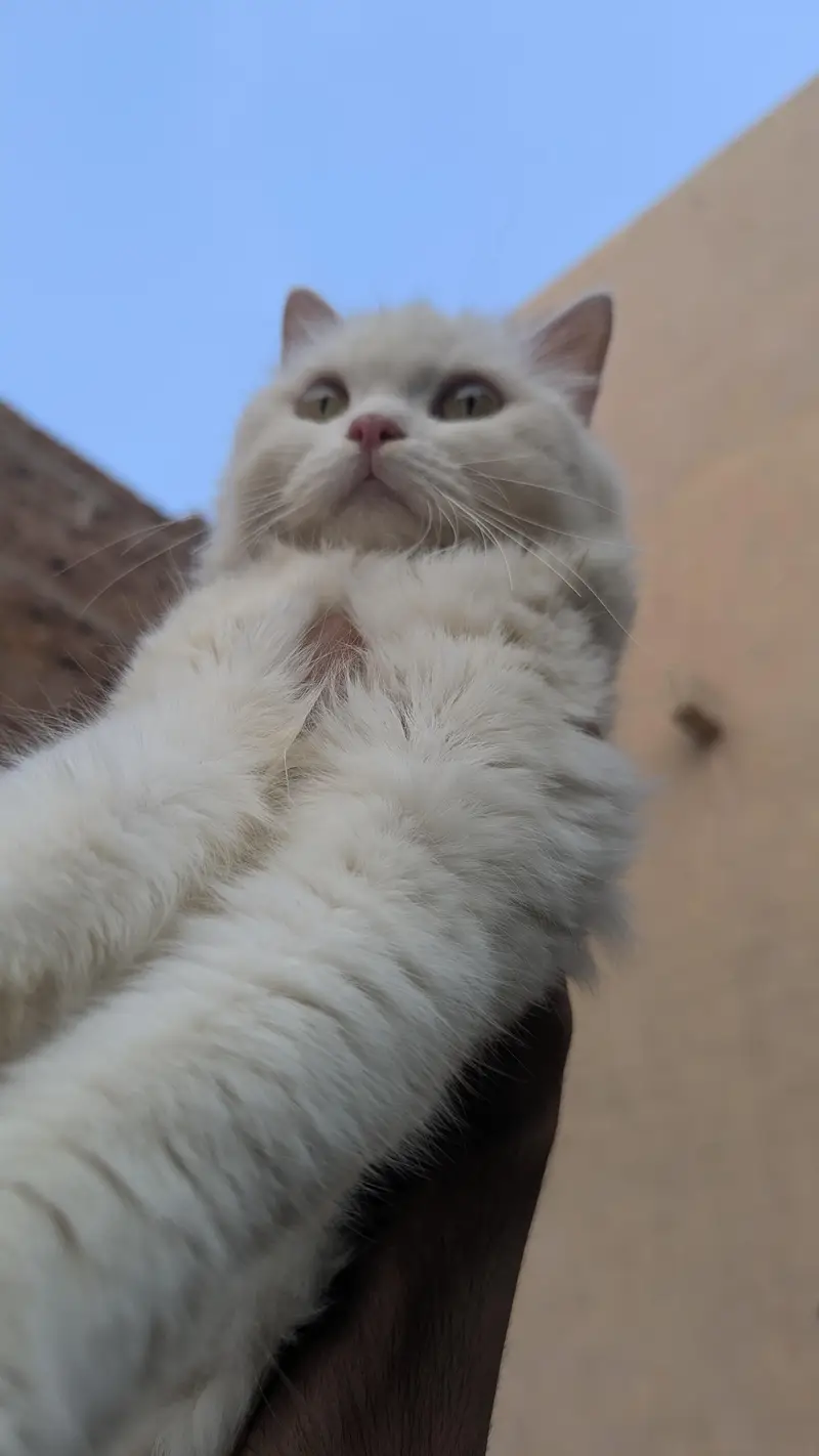 triple cotted punch face beautiful Persian female cat whsp 03188100390 — photo 4