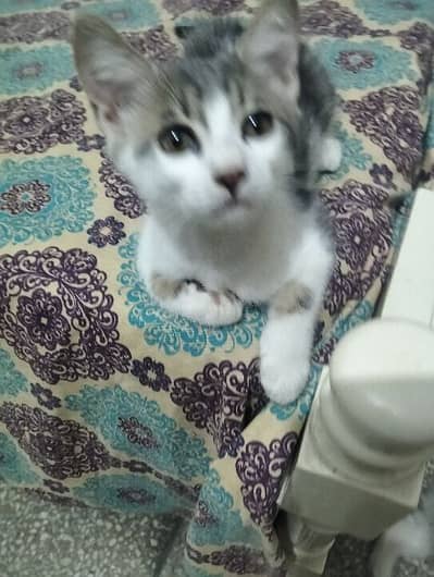 Mixed breed litre trained pet kitten need loving family