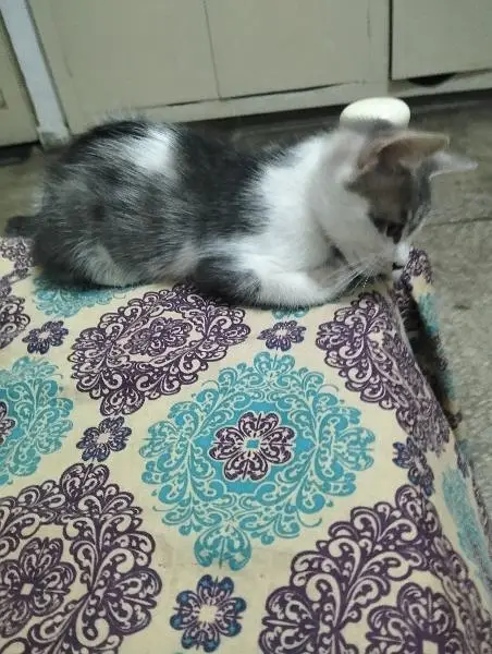 Mixed breed litre trained pet kitten need loving family — photo 2