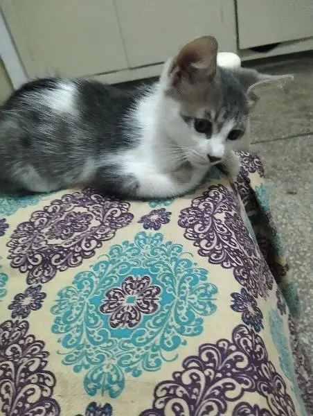 Mixed breed litre trained pet kitten need loving family — photo 3