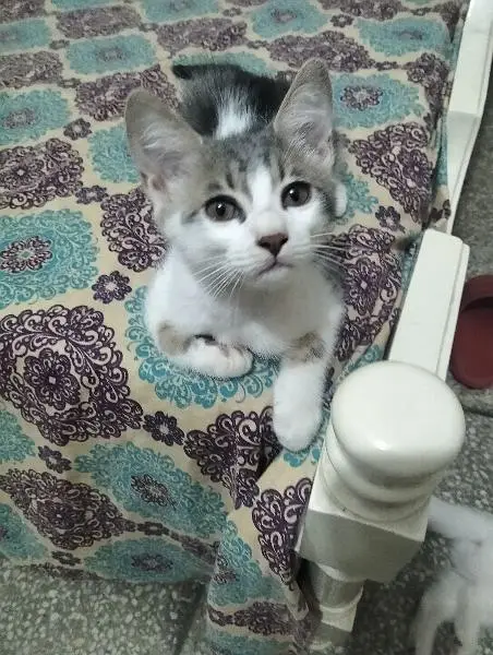 Mixed breed litre trained pet kitten need loving family — photo 4