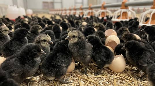 lohman black fertile and unfertile egg