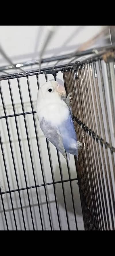 love birds and 1 folding cage