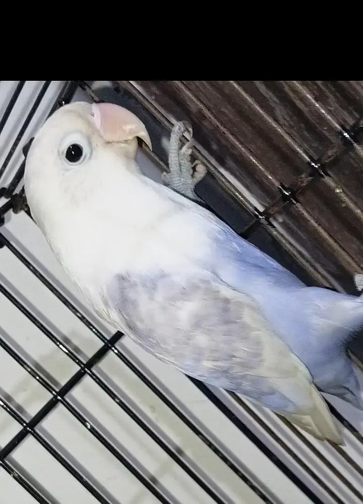 love birds and 1 folding cage — photo 3
