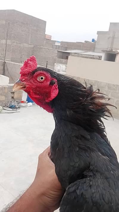 Lasani Pair 0324-7029776