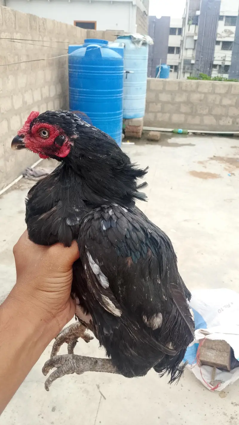 Lasani Pair 0324-7029776 — photo 4