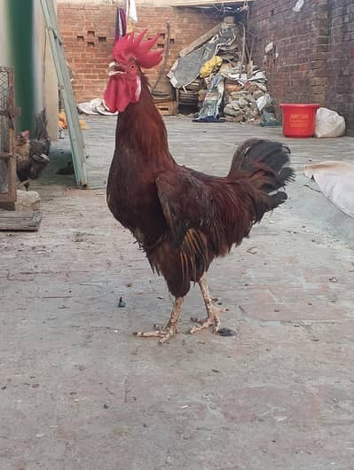 dassi morgha Ghar ka Pala howa fully active