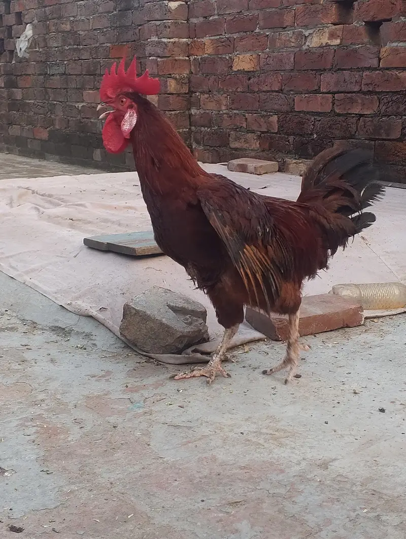 dassi morgha Ghar ka Pala howa fully active — photo 2