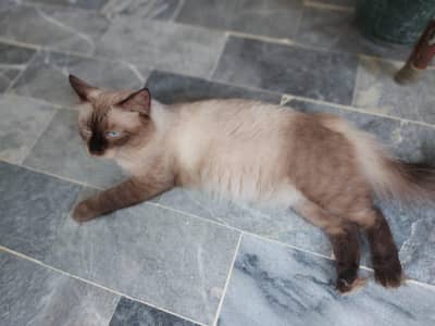 siamese cat
