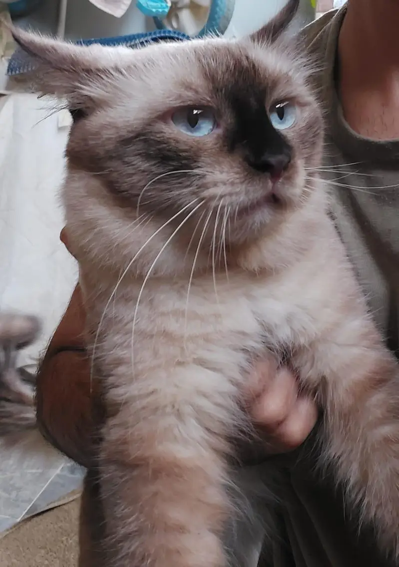siamese cat — photo 2