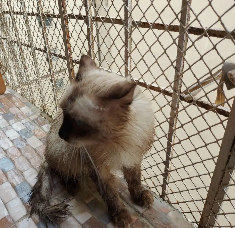 siamese cat — photo 3
