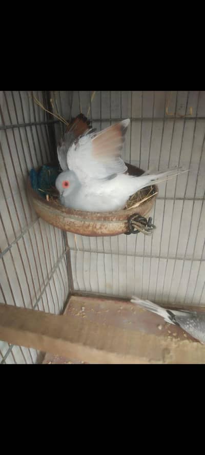 bird for sale