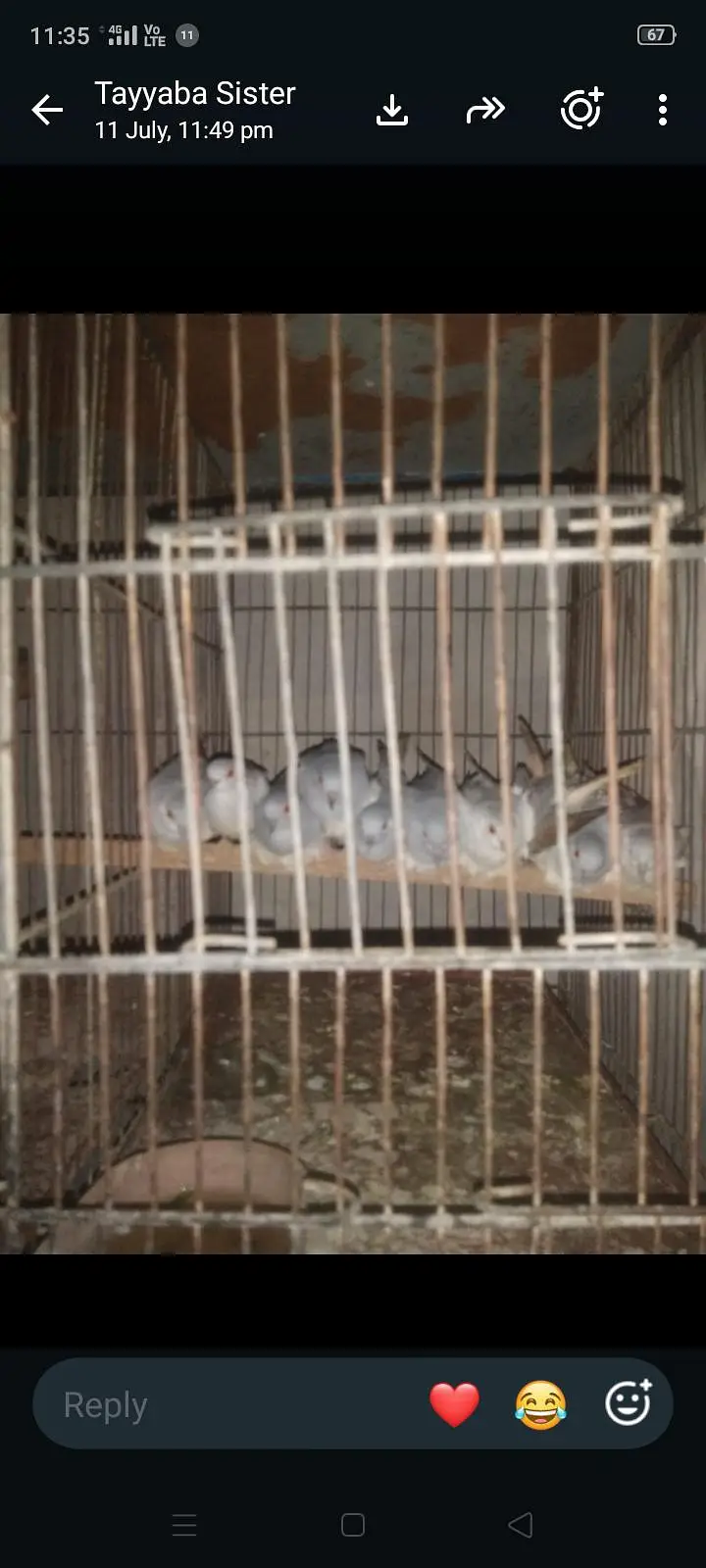 bird for sale — photo 2