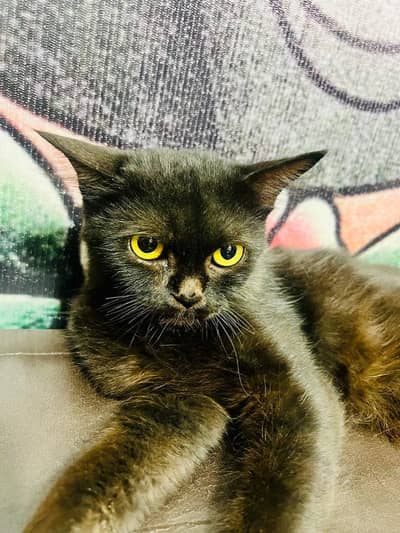bomby cat