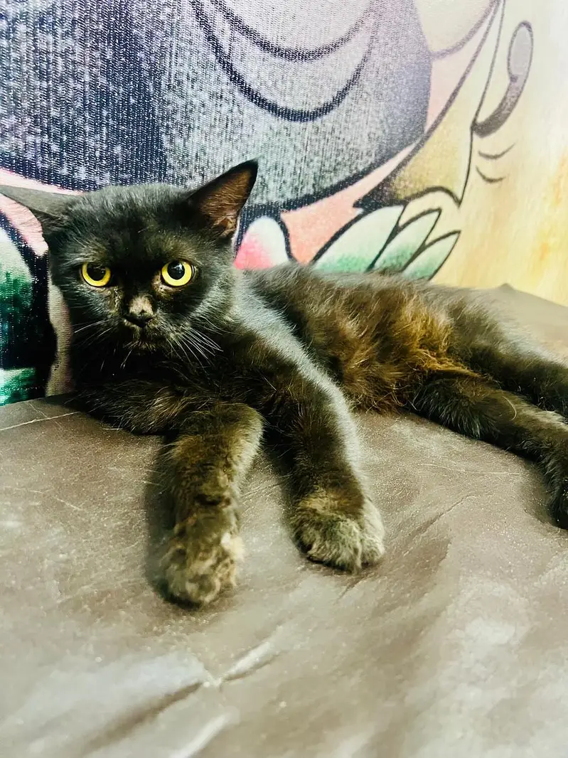 bomby cat — photo 2