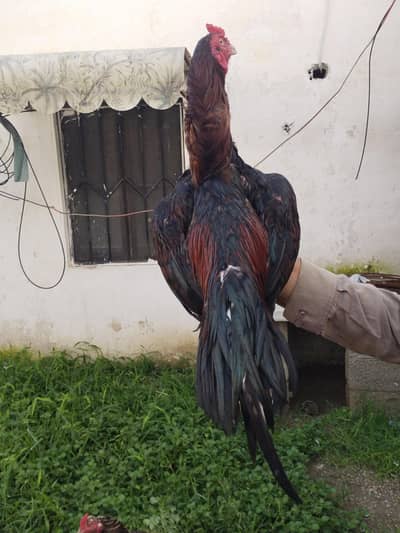 lakha
