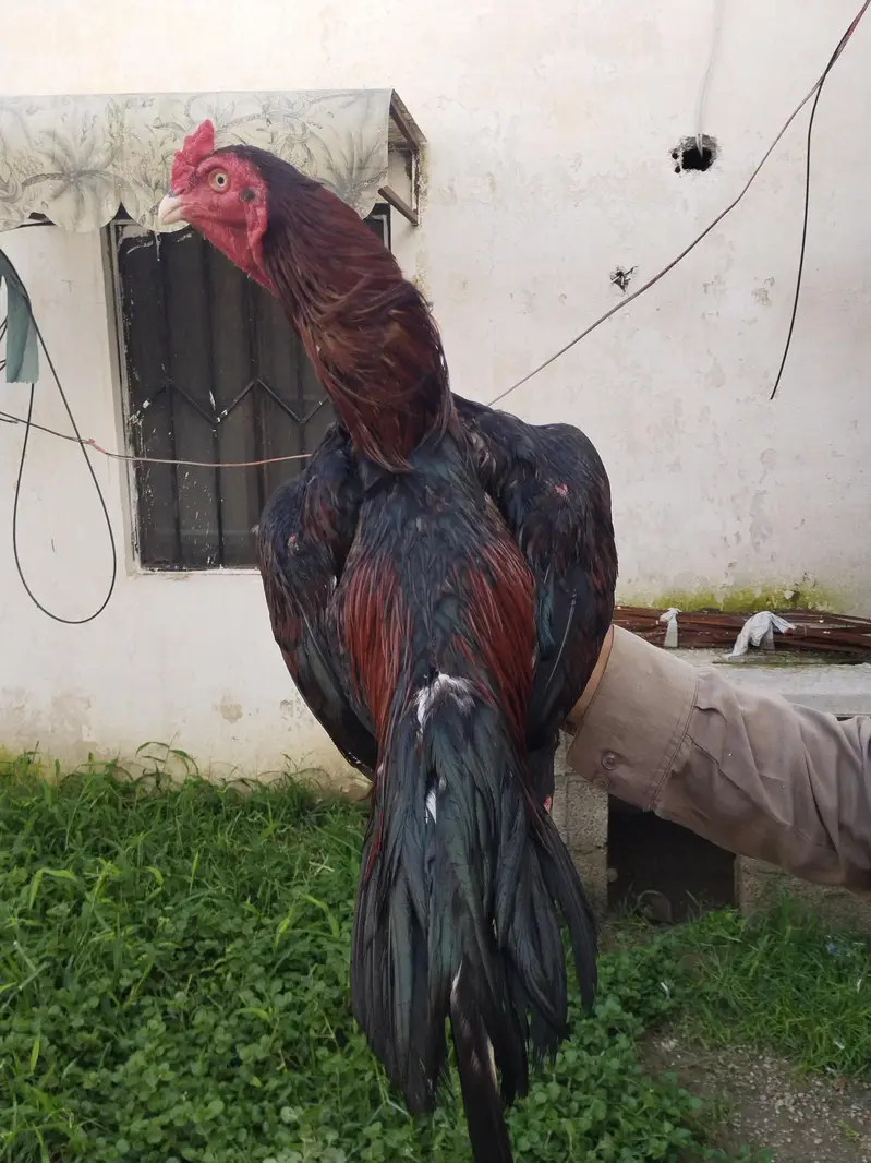 lakha — photo 2