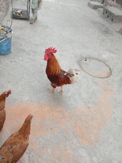 lohmn brown murgha | cock | aseel pair long hight