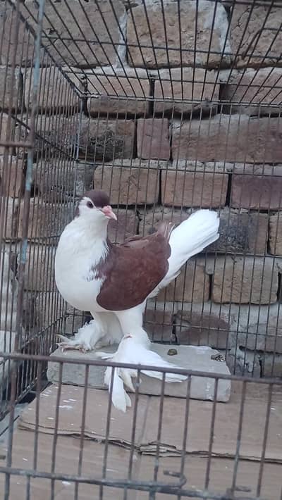 German Sherazi Male 3185461922