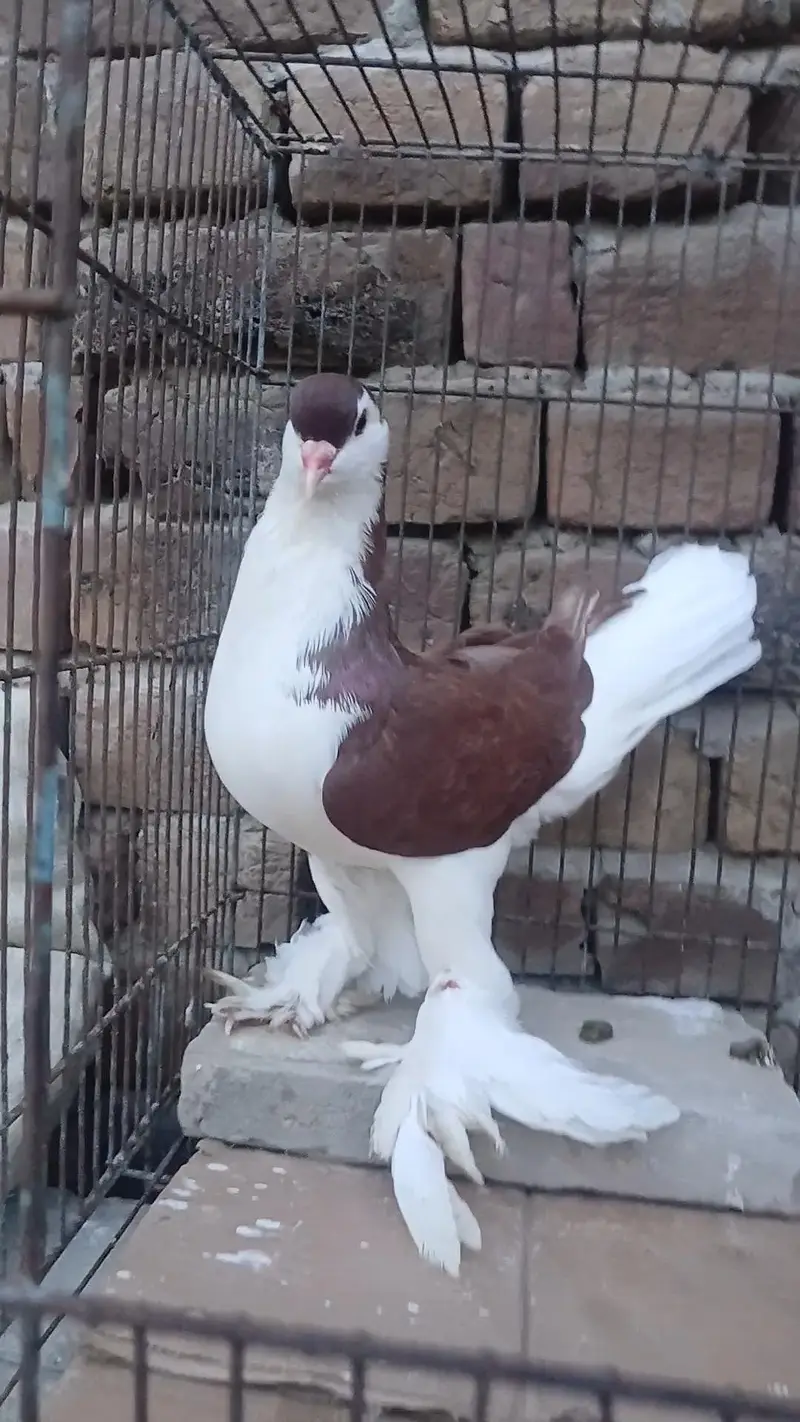 German Sherazi Male 3185461922 — photo 2