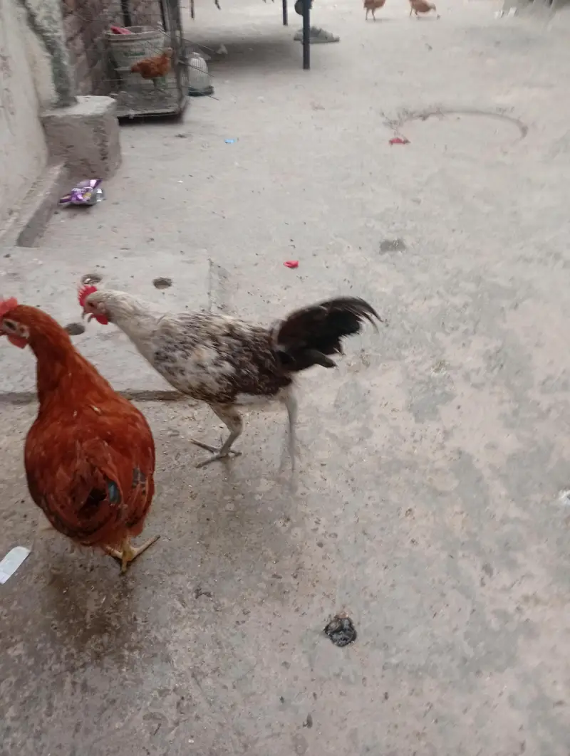 lohmn brown murgha | cock | aseel pair long hight — photo 2