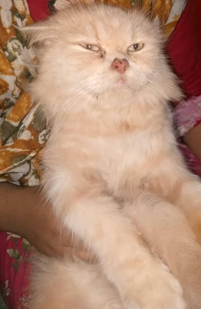 lussy cat