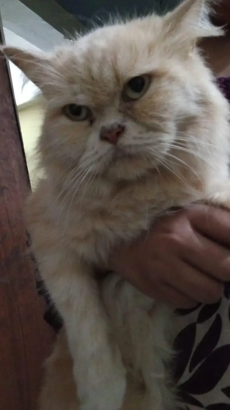 lussy cat — photo 2