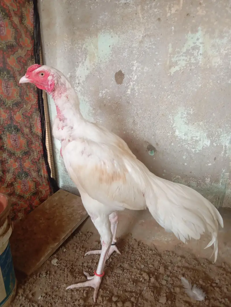 Mashallah Heera Aseel For sell — photo 2