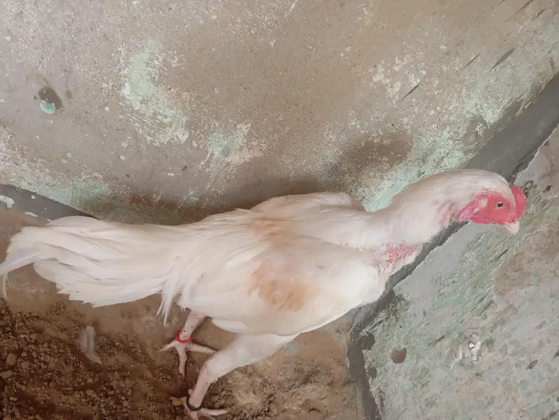 Mashallah Heera Aseel For sell — photo 4