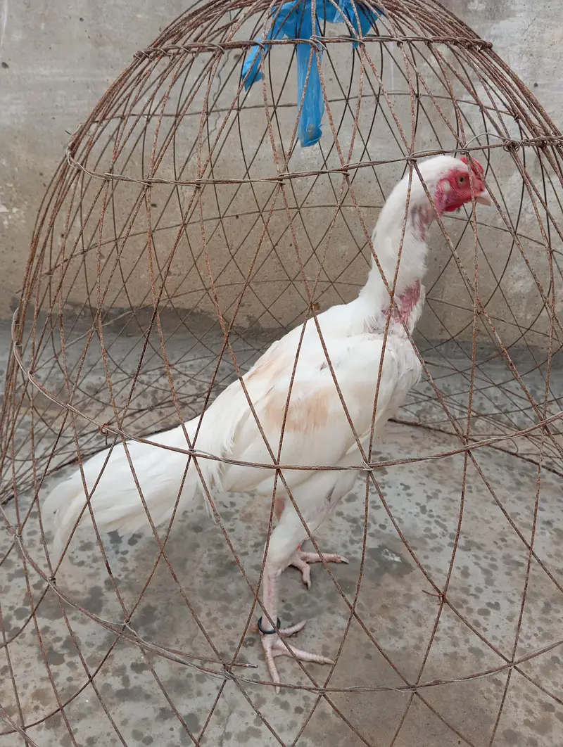 Mashallah Heera Aseel For sell — photo 5