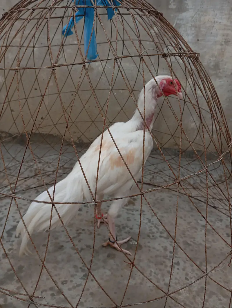 Mashallah Heera Aseel For sell — photo 6