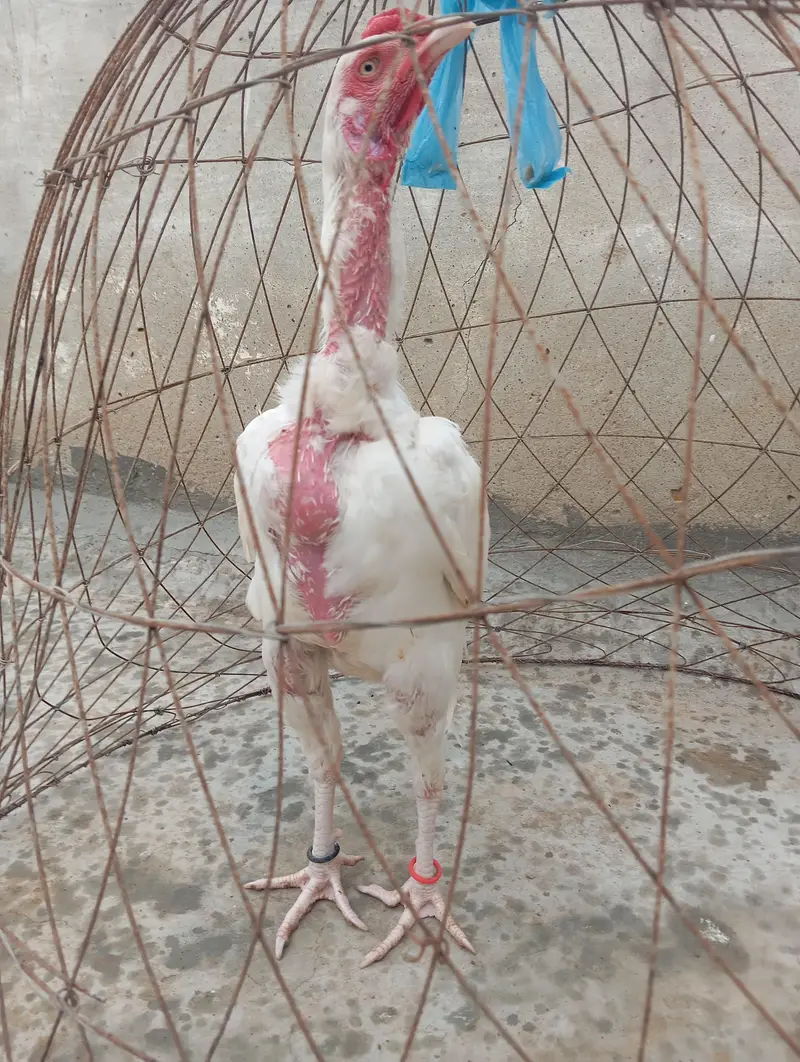 Mashallah Heera Aseel For sell — photo 7