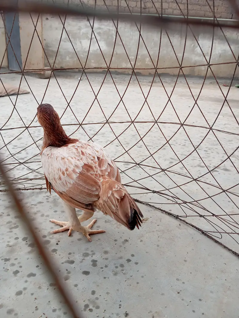 Mashallah Heera Aseel For sell — photo 8