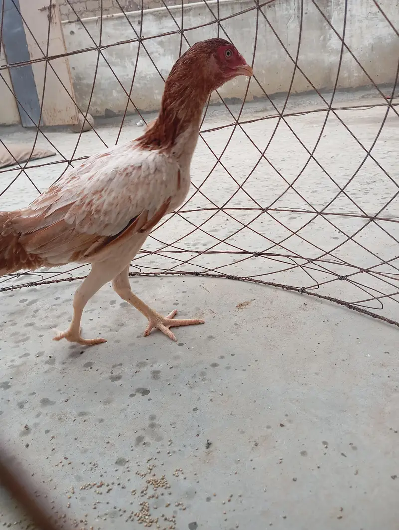 Mashallah Heera Aseel For sell — photo 10