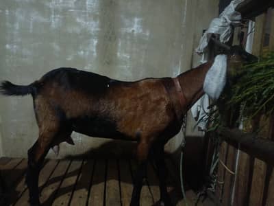 goat with baby for sale