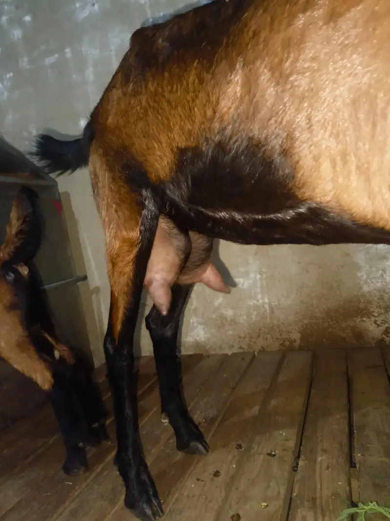 goat with baby for sale — photo 2