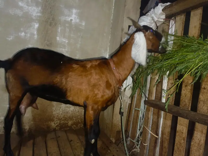 goat with baby for sale — photo 3