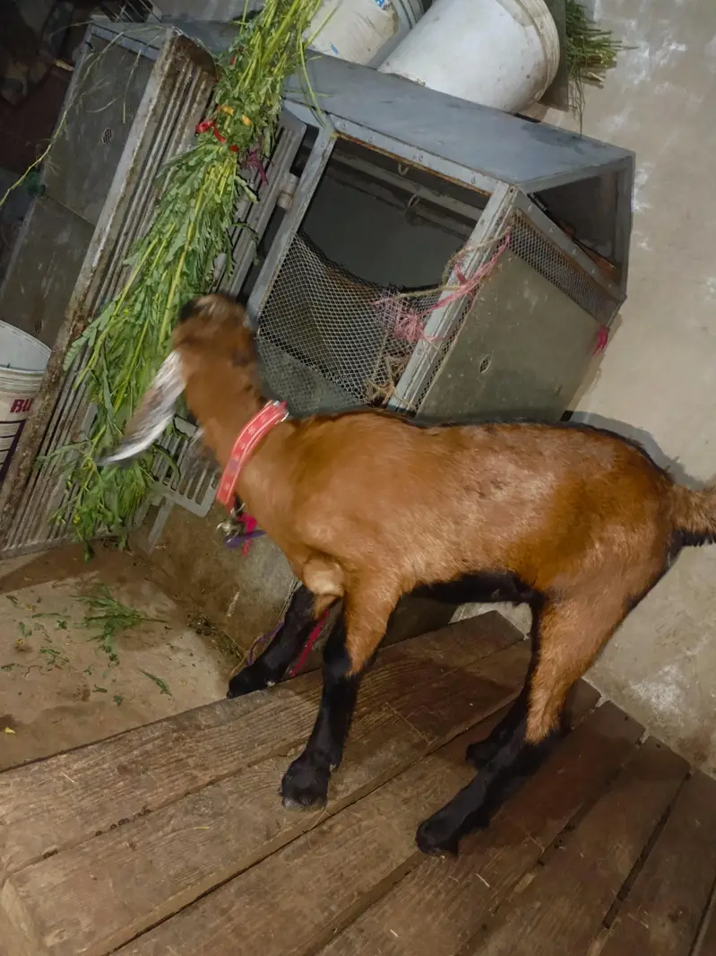 goat with baby for sale — photo 4