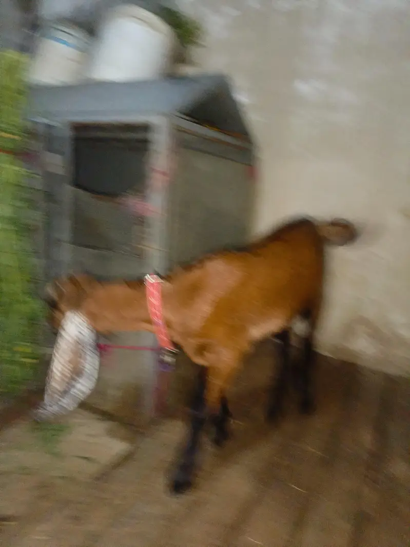 goat with baby for sale — photo 5