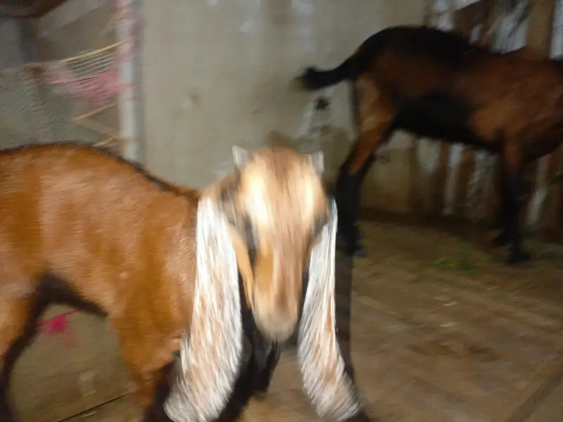 goat with baby for sale — photo 6
