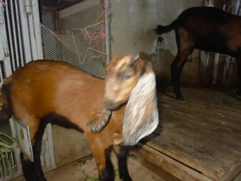 goat with baby for sale — photo 7